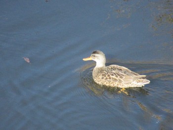 Wed, 12/13/2023 Birding report at 恩田川(鶴見川合流点付近)