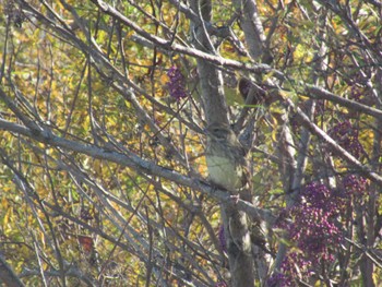 Masked Bunting 恩田川(鶴見川合流点付近) Wed, 12/13/2023