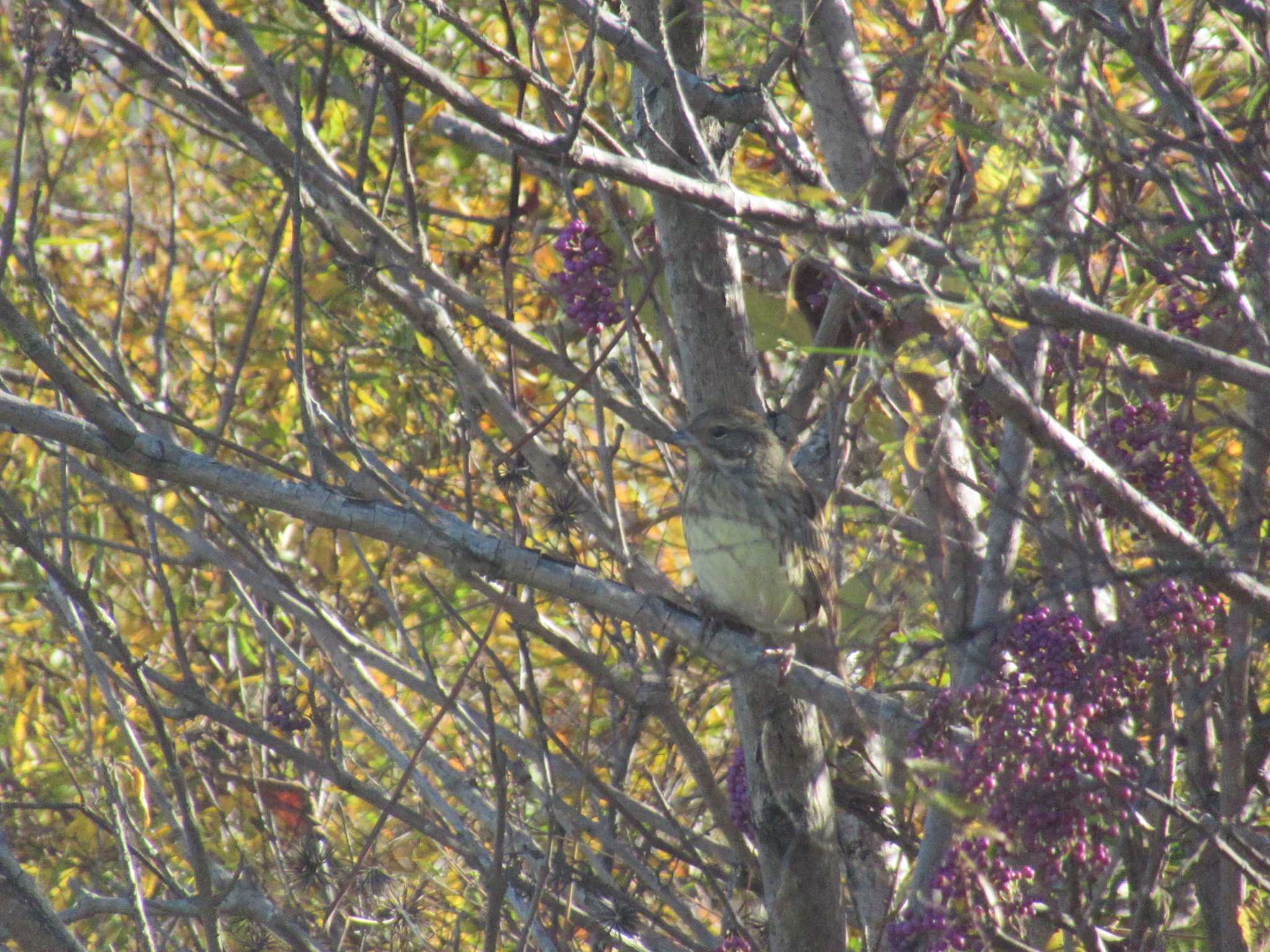 Photo of Masked Bunting at 恩田川(鶴見川合流点付近) by kohukurou