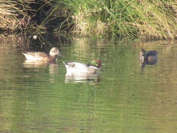 Falcated Duck 鶴見川 Wed, 12/13/2023