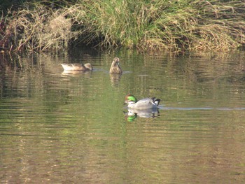 Falcated Duck 鶴見川 Wed, 12/13/2023