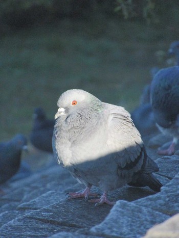 Rock Dove 鶴見川 Wed, 12/13/2023