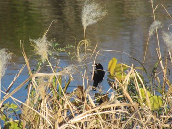 Crested Myna 鶴見川 Wed, 12/13/2023