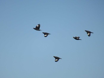 Crested Myna 鶴見川 Wed, 12/13/2023