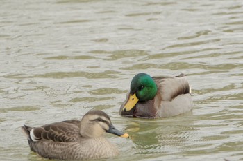 マガモ 大沼公園(北海道七飯町) 2023年12月12日(火)