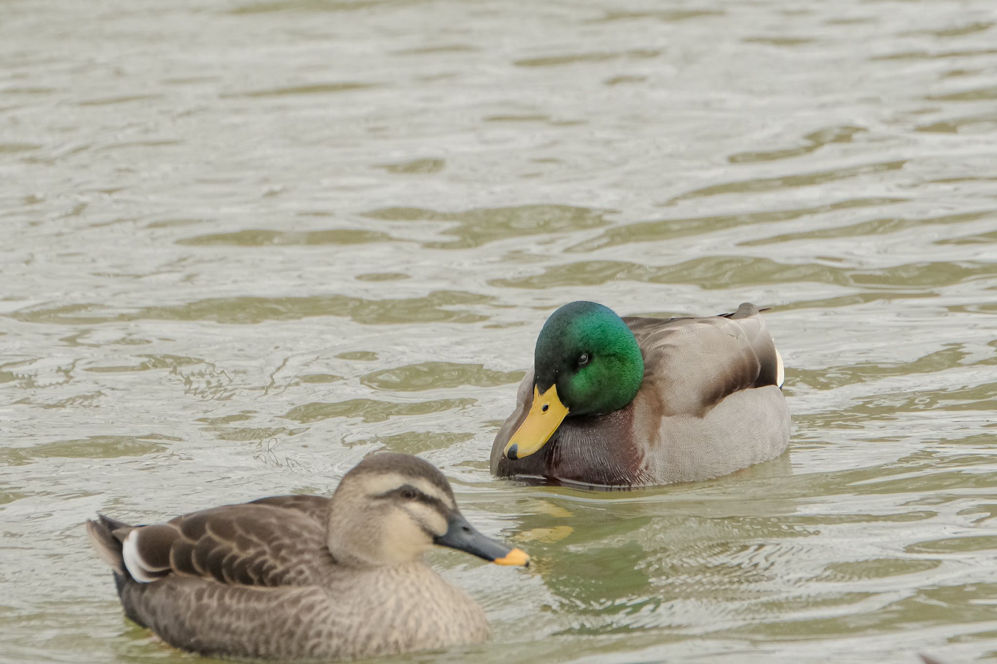 大沼公園(北海道七飯町) マガモの写真 by aka13554