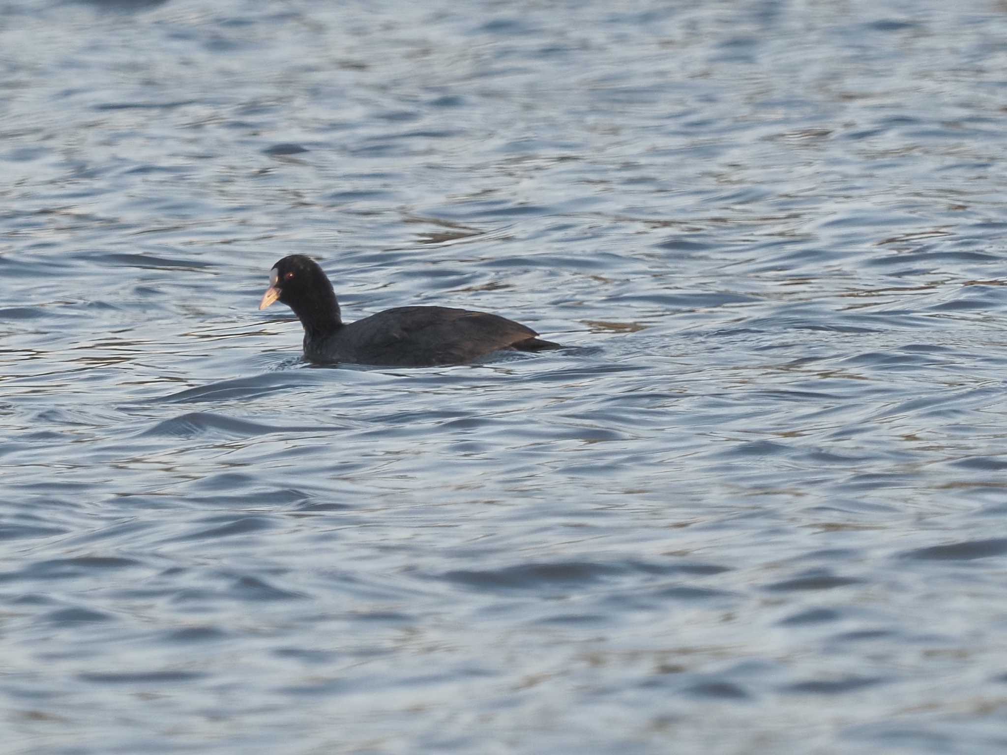 Eurasian Coot