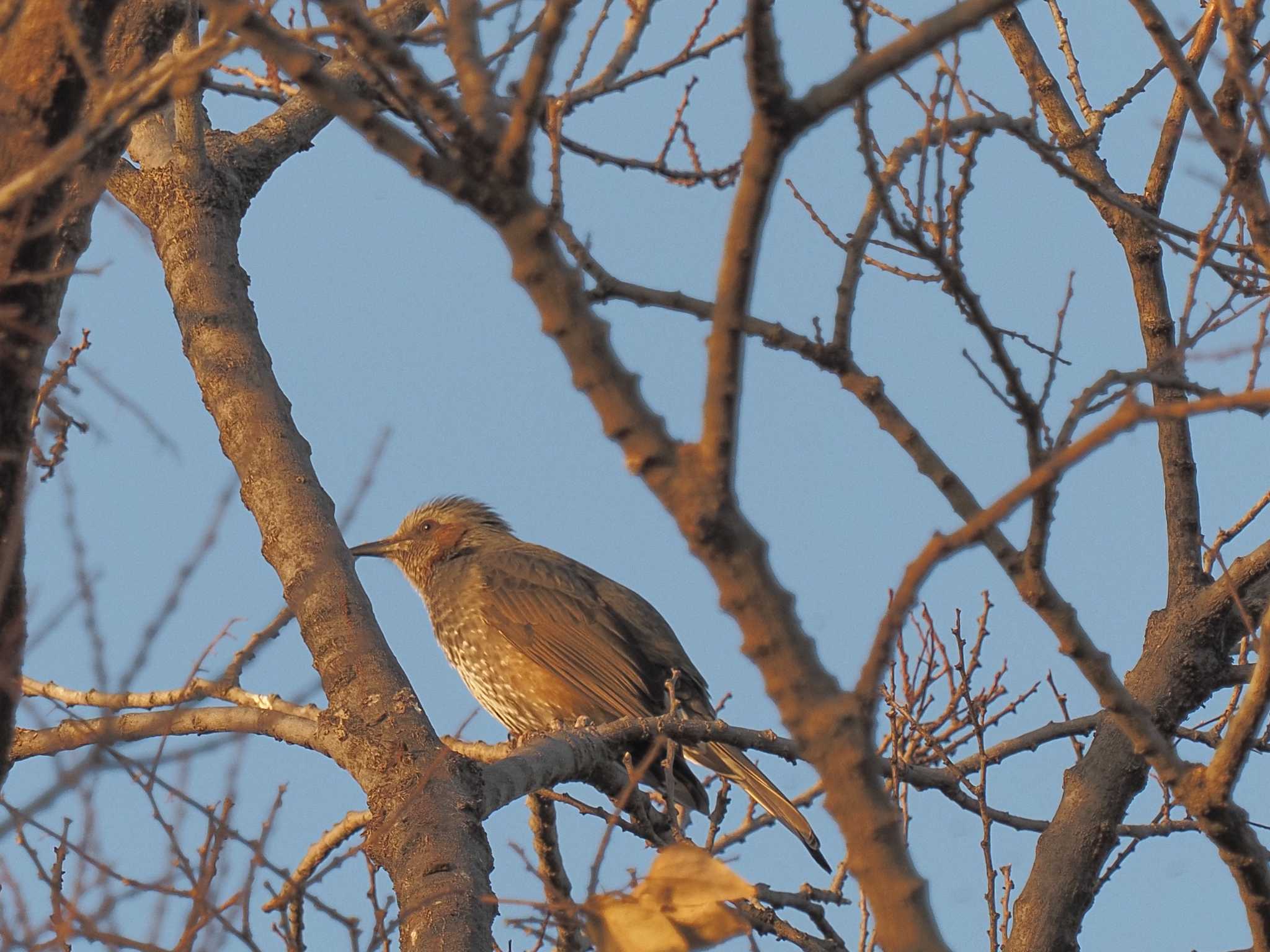 Brown-eared Bulbul