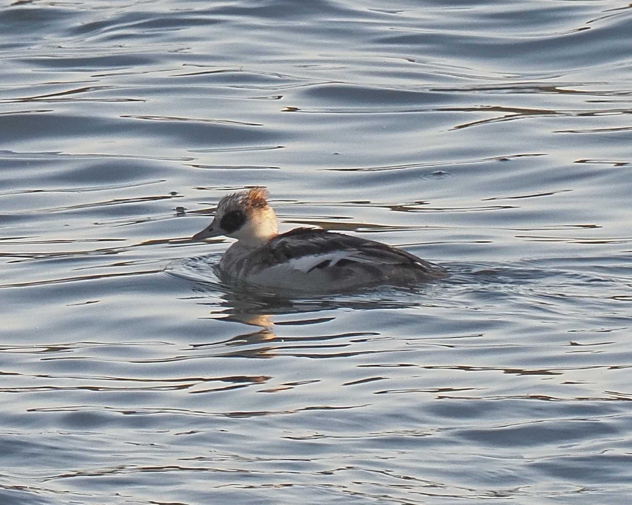 Smew