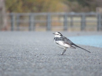 2023年12月13日(水) 新横浜公園の野鳥観察記録