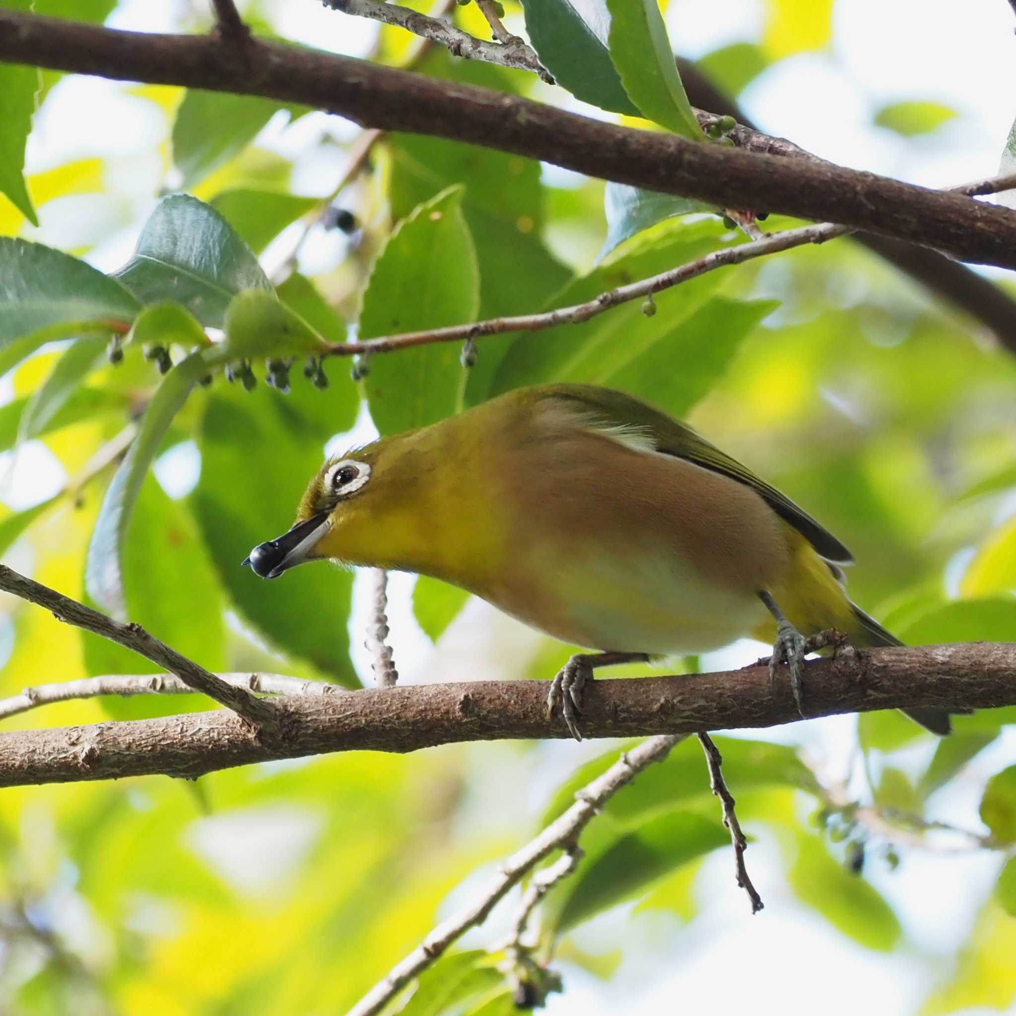 Photo of Warbling White-eye at 姫路市自然観察の森 by しんちゃん