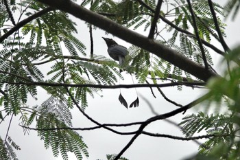 Greater Racket-tailed Drongo Rifle Range Nature Park Tue, 3/21/2023