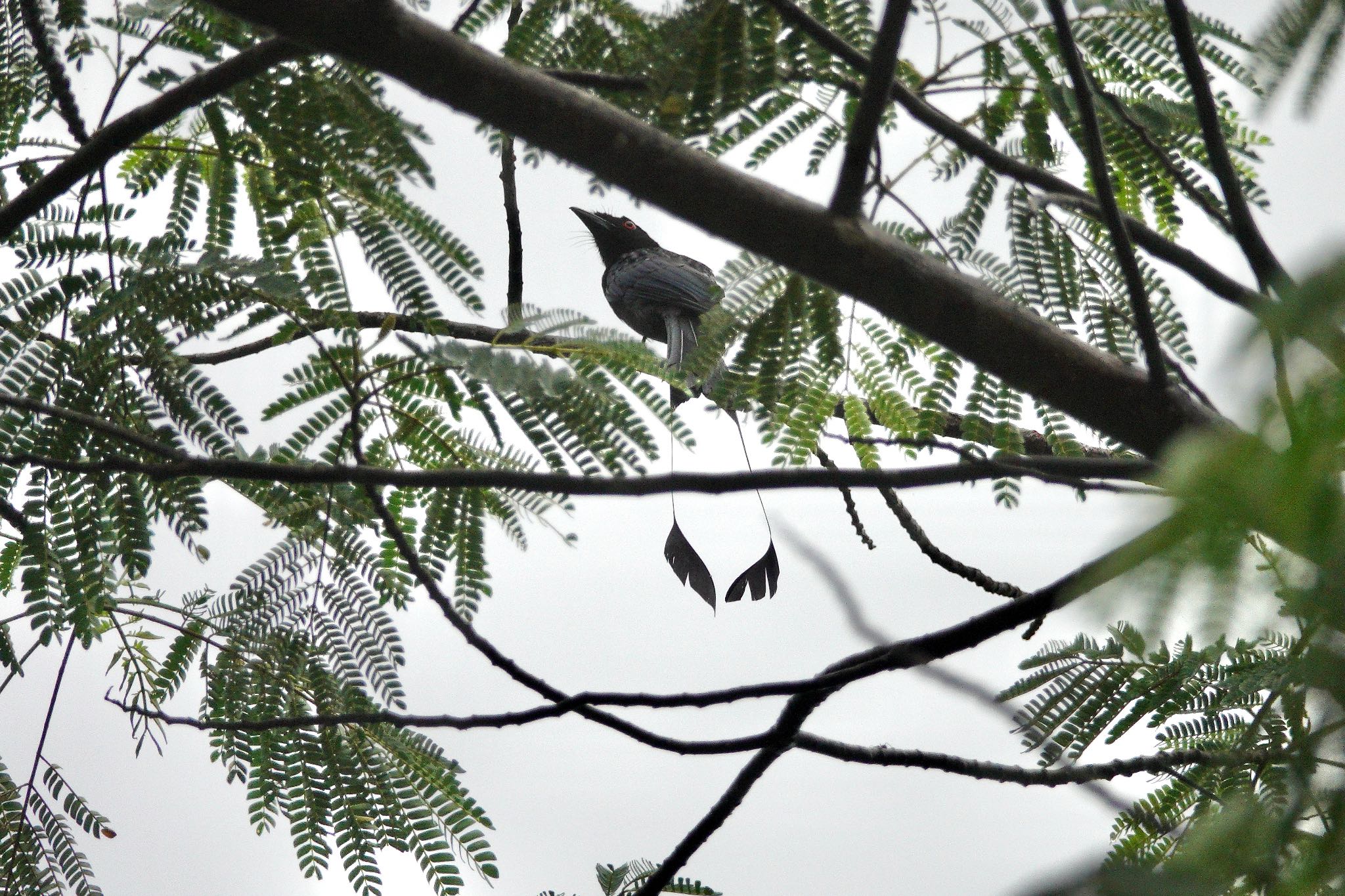 Photo of Greater Racket-tailed Drongo at Rifle Range Nature Park by のどか