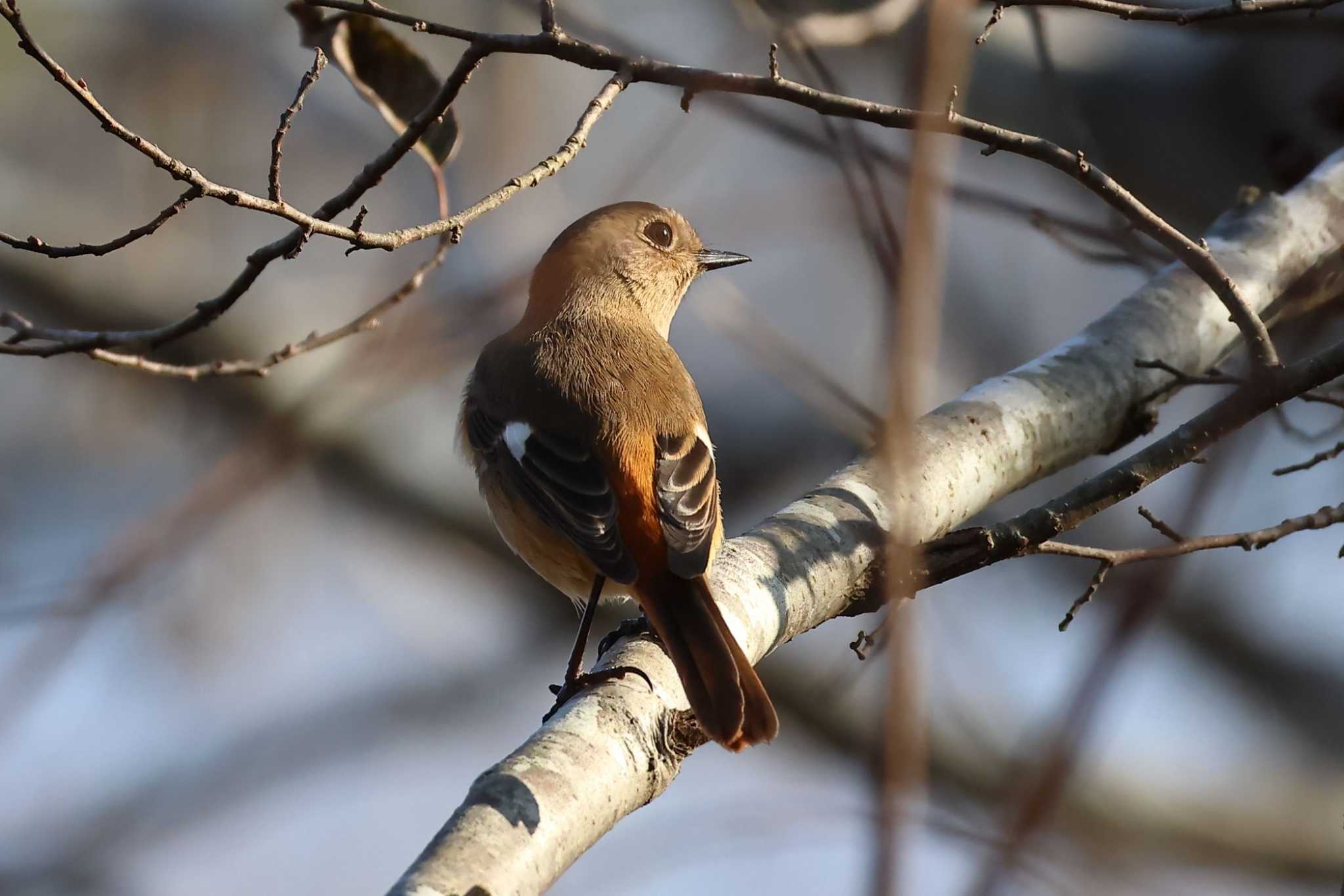 Photo of Daurian Redstart at 平谷川 by いわな