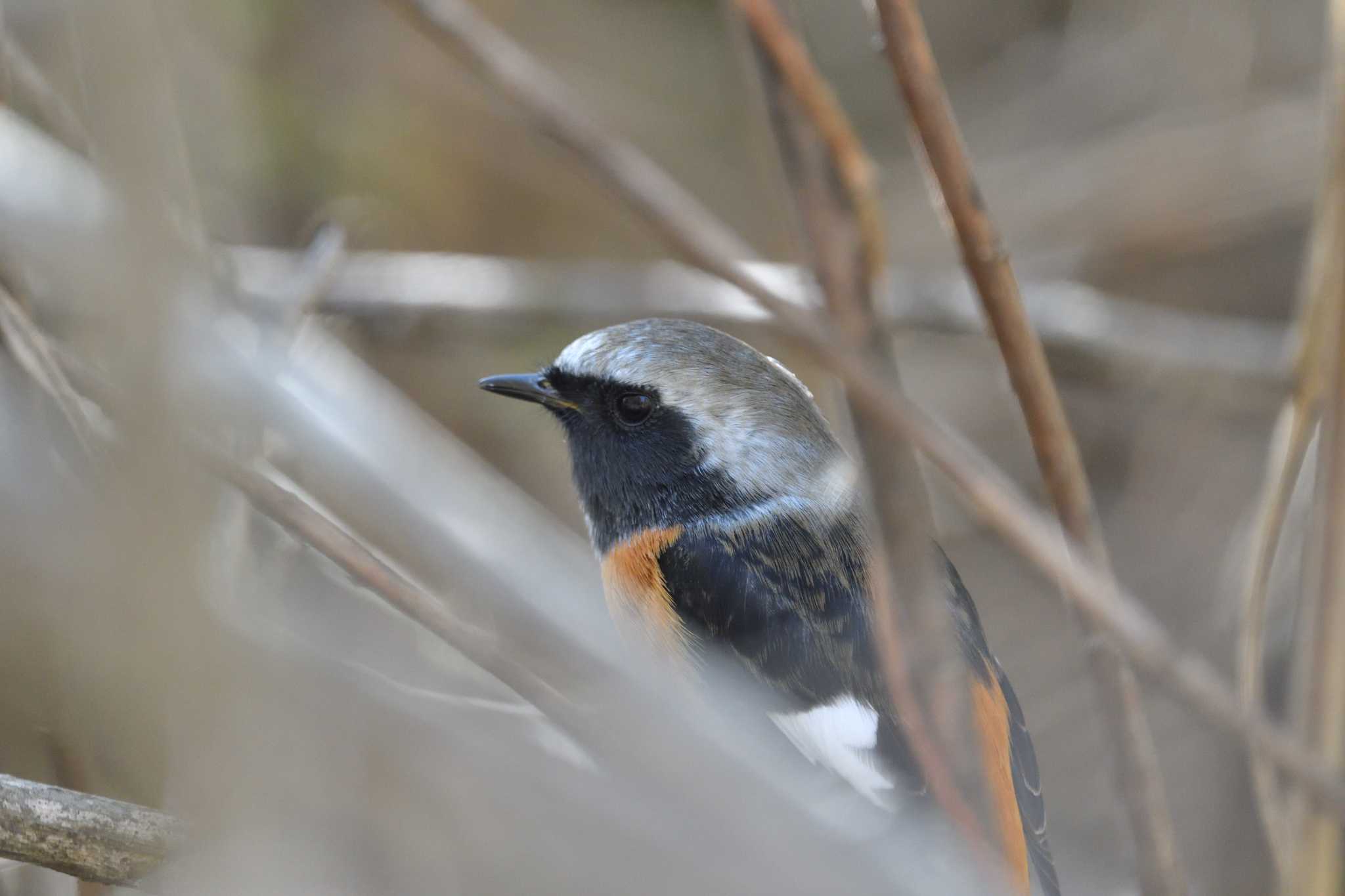 大和市 ジョウビタキの写真 by がぶたん