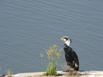 Great Cormorant 境川遊水池 Sun, 12/3/2023