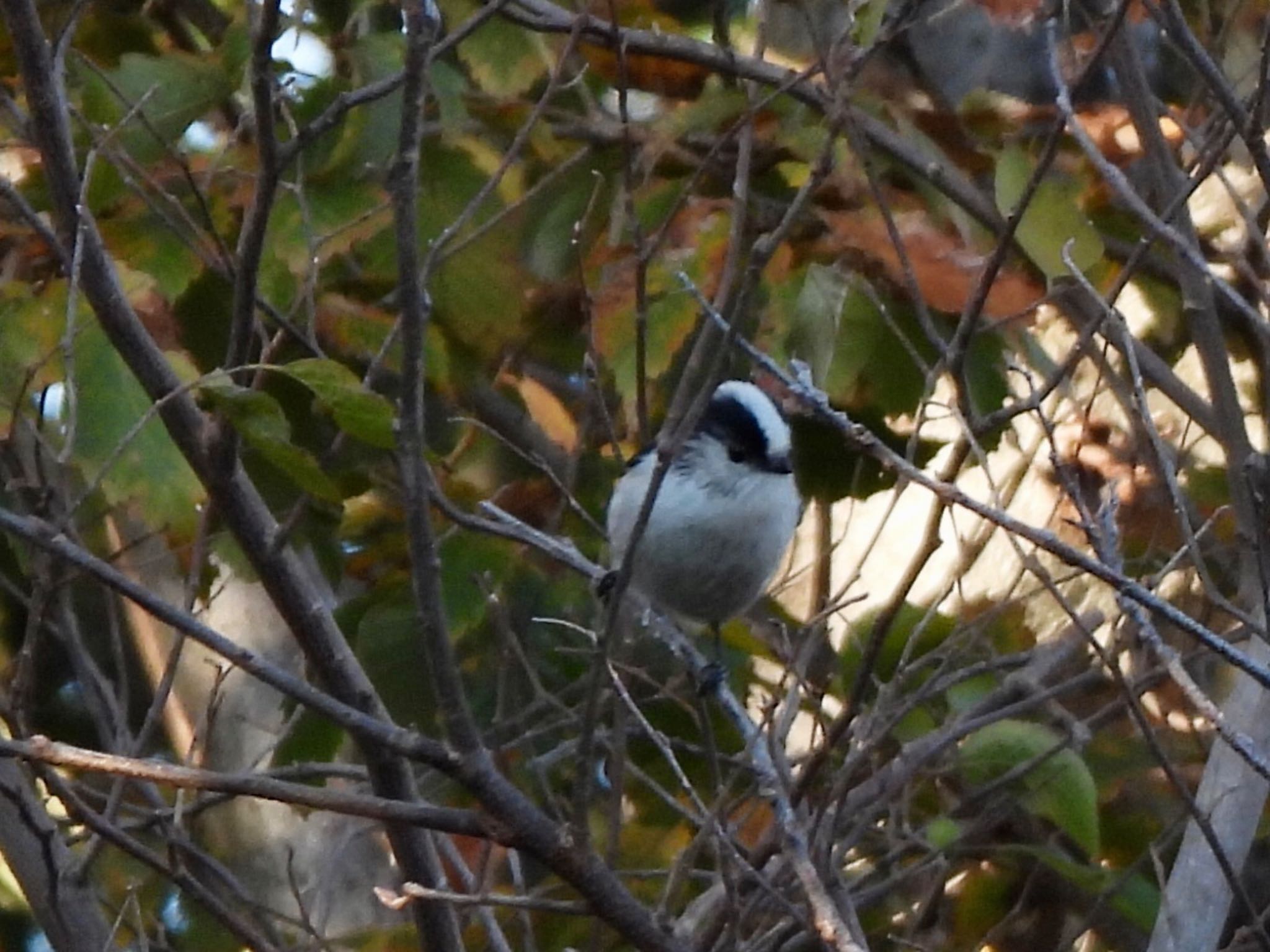 Long-tailed Tit