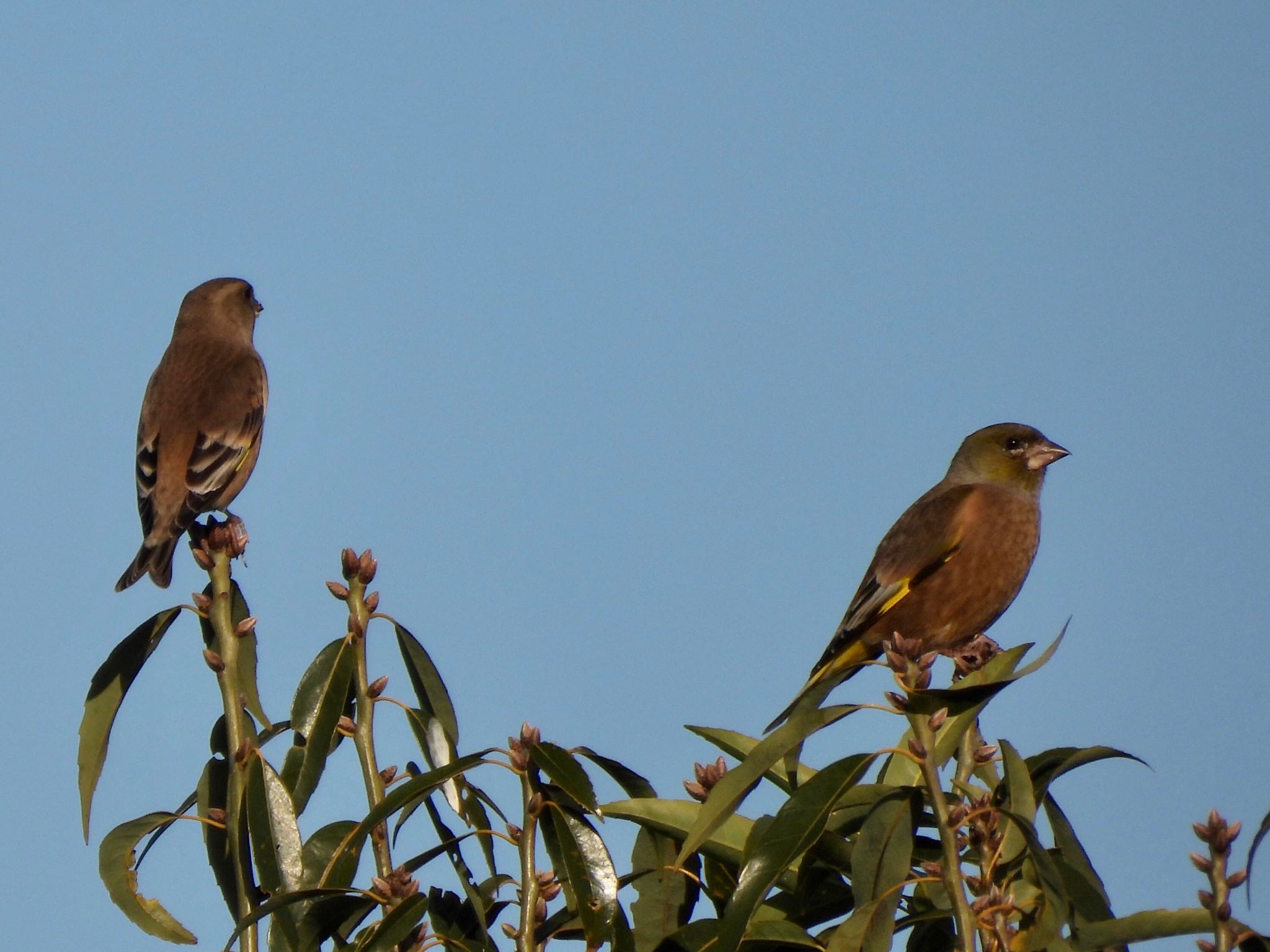 Photo of Grey-capped Greenfinch at 四季の森公園(横浜市緑区) by くー