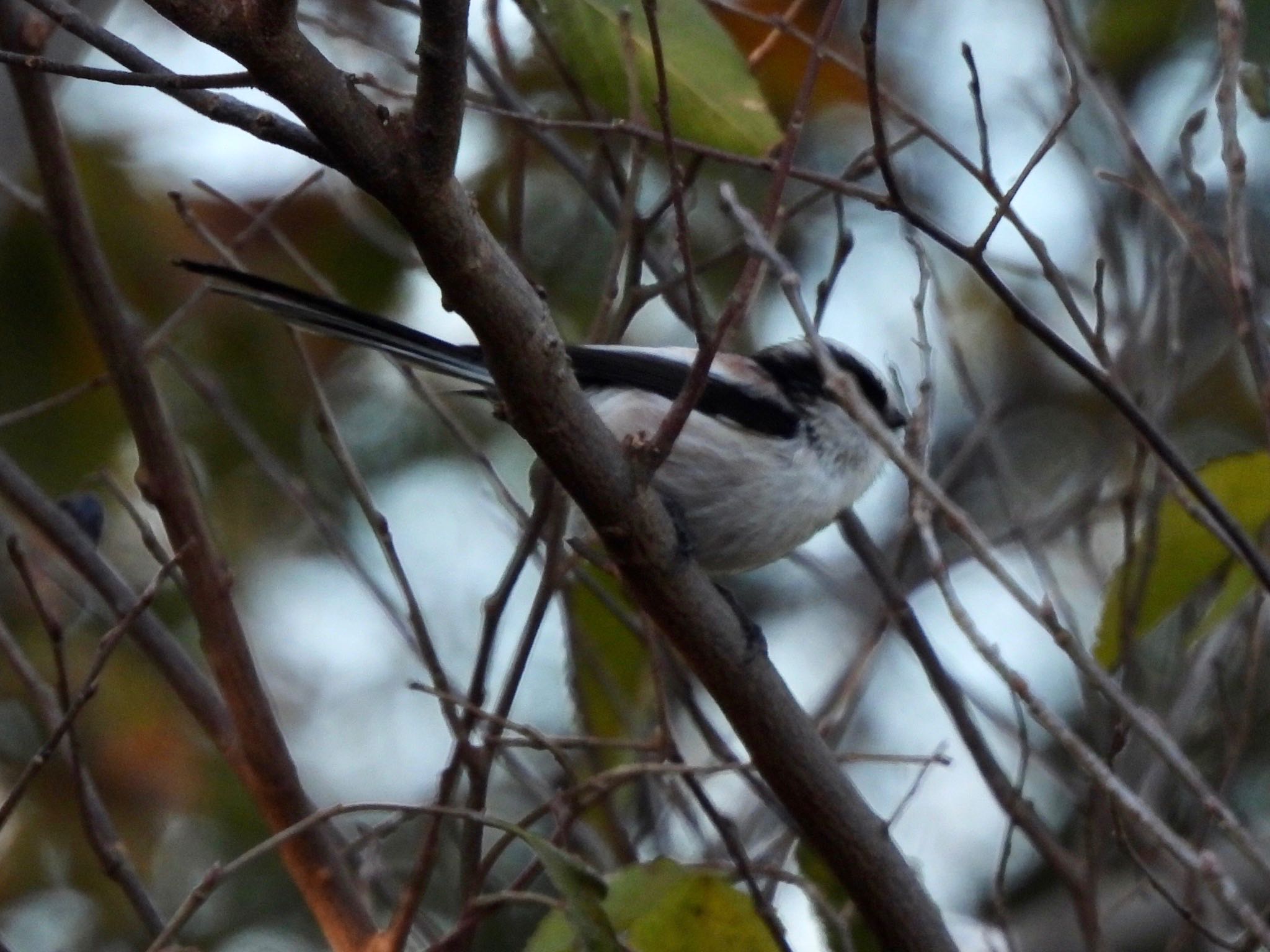 Long-tailed Tit