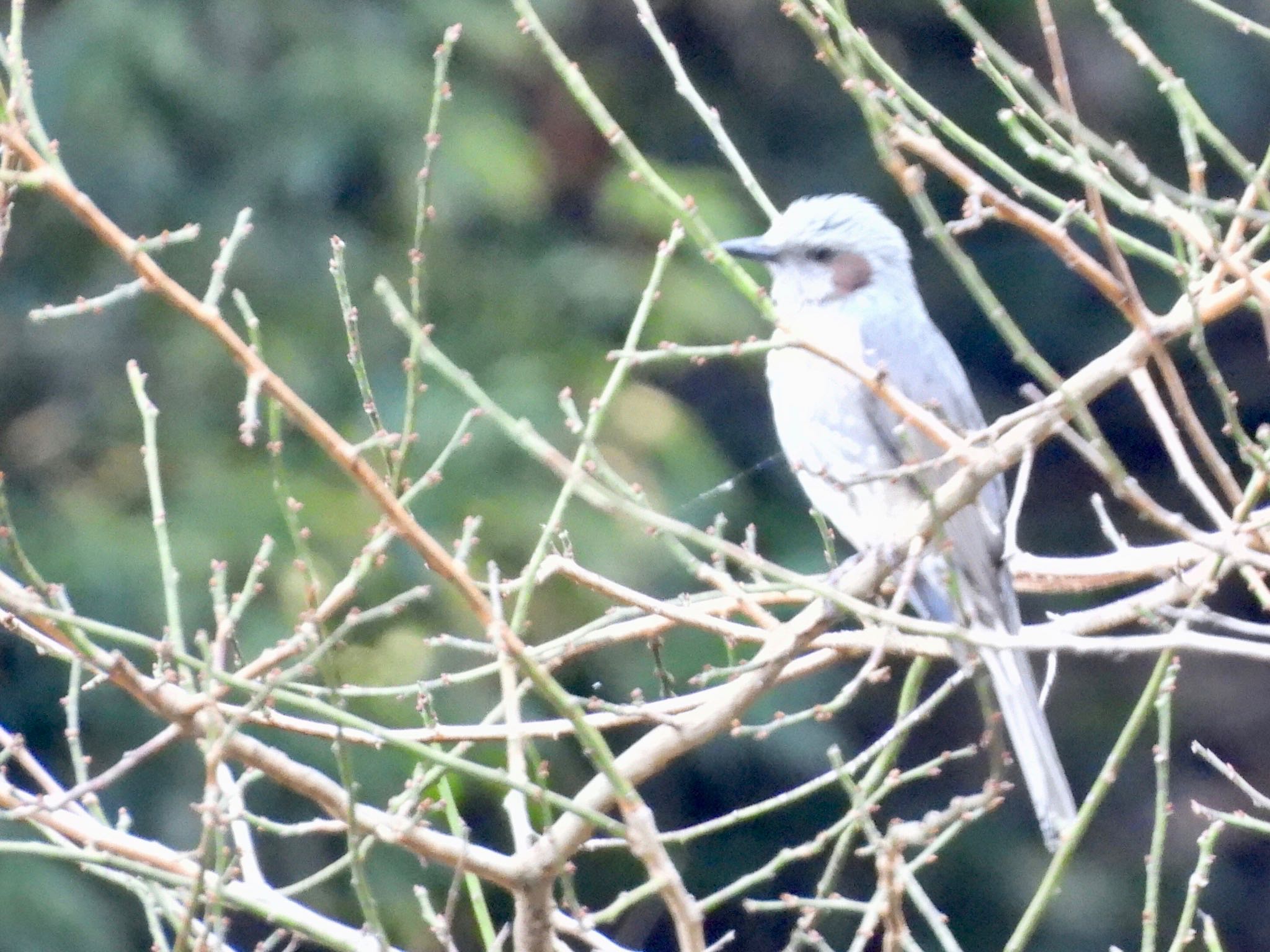 Brown-eared Bulbul