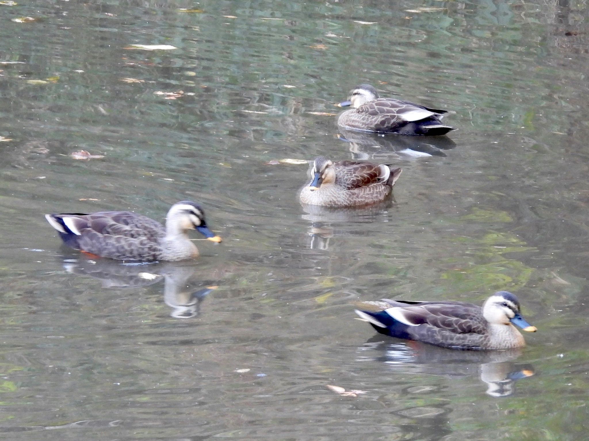 Photo of Eastern Spot-billed Duck at 四季の森公園(横浜市緑区) by くー