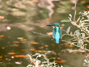 2023年12月8日(金) 四季の森公園(横浜市緑区)の野鳥観察記録