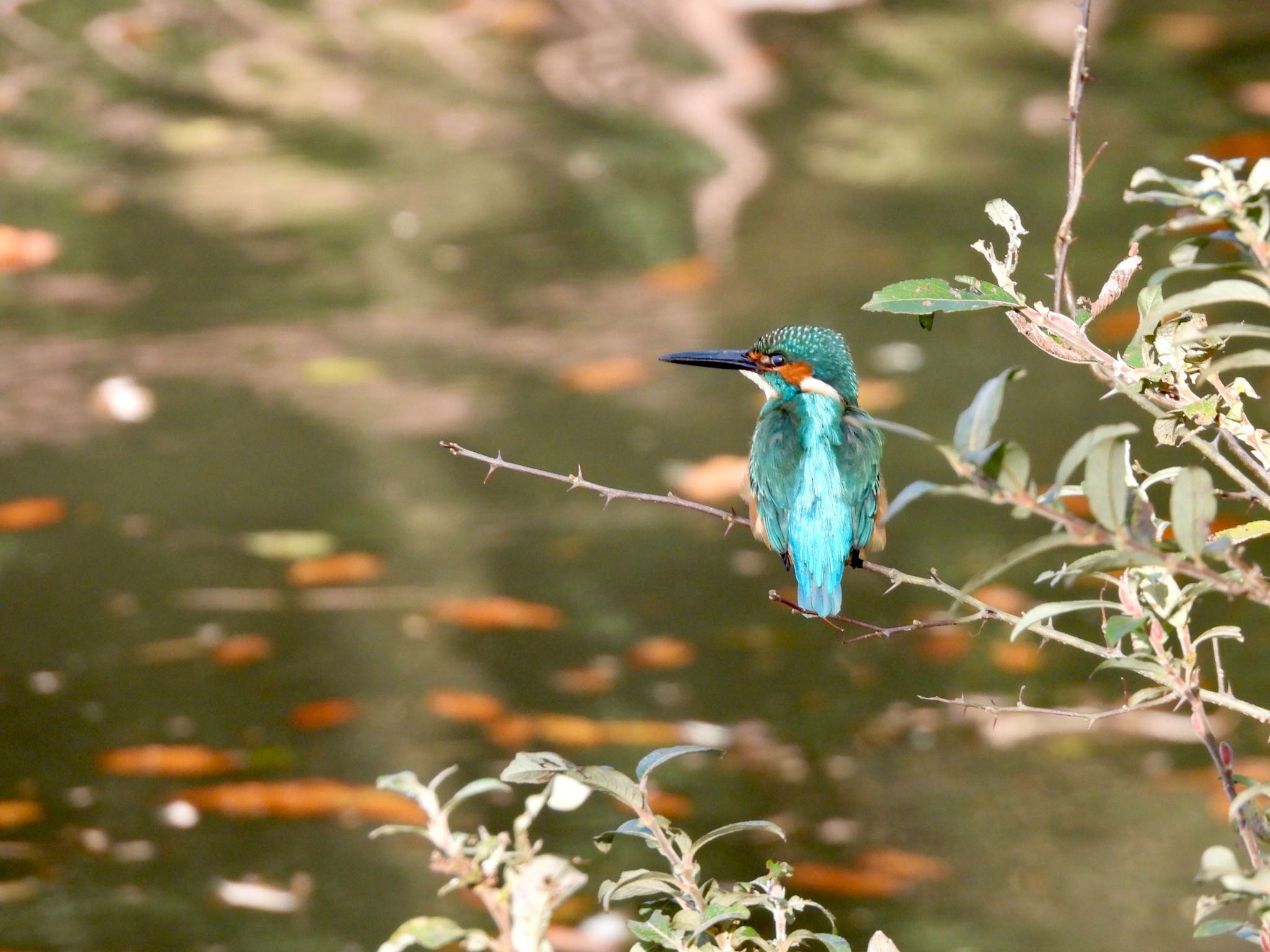 Common Kingfisher