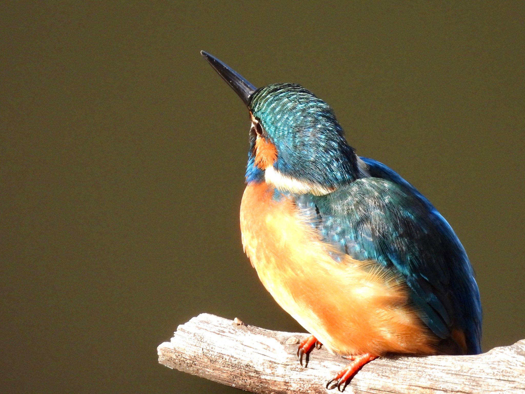 Common Kingfisher