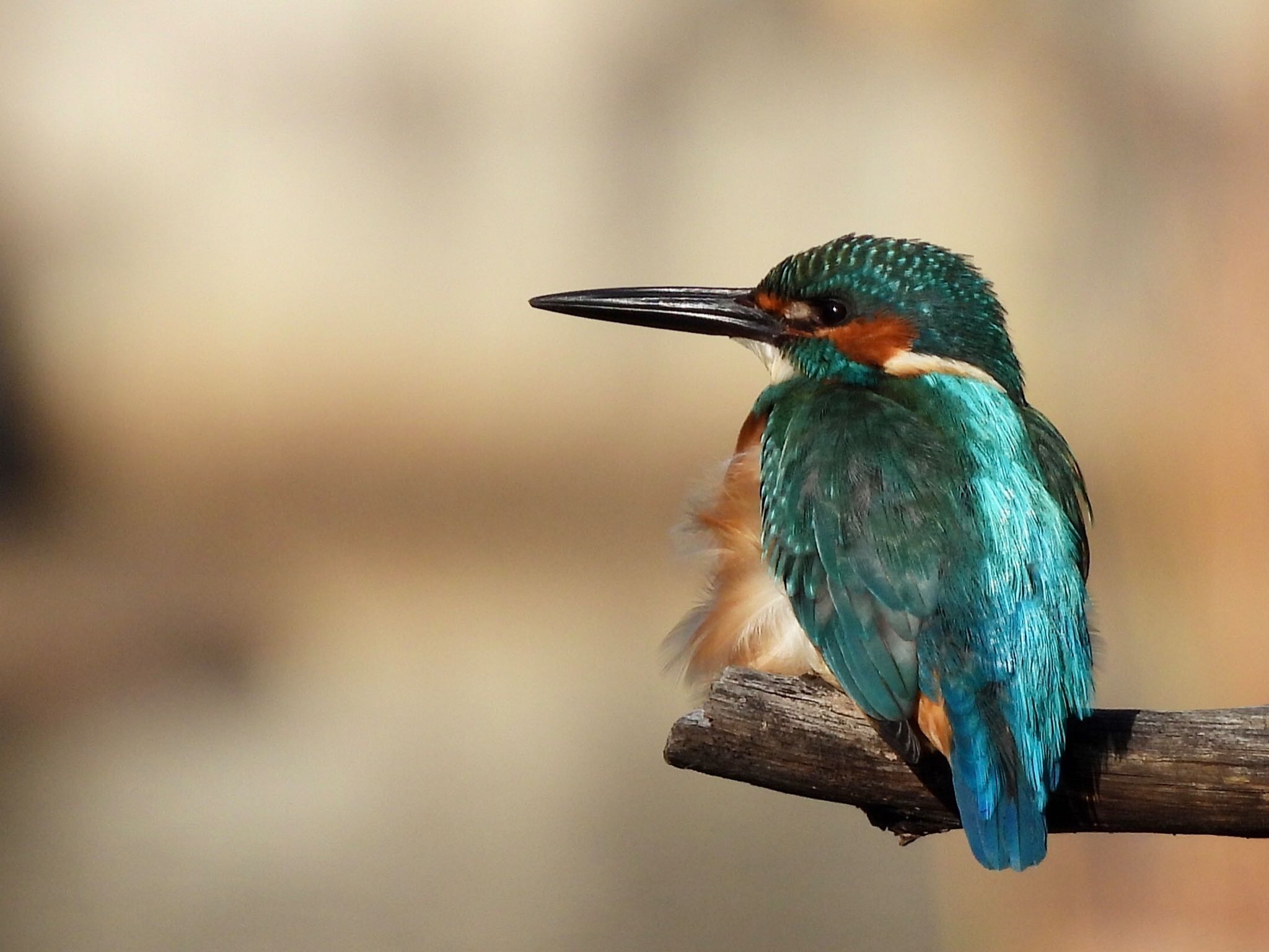 Photo of Common Kingfisher at 四季の森公園(横浜市緑区) by くー