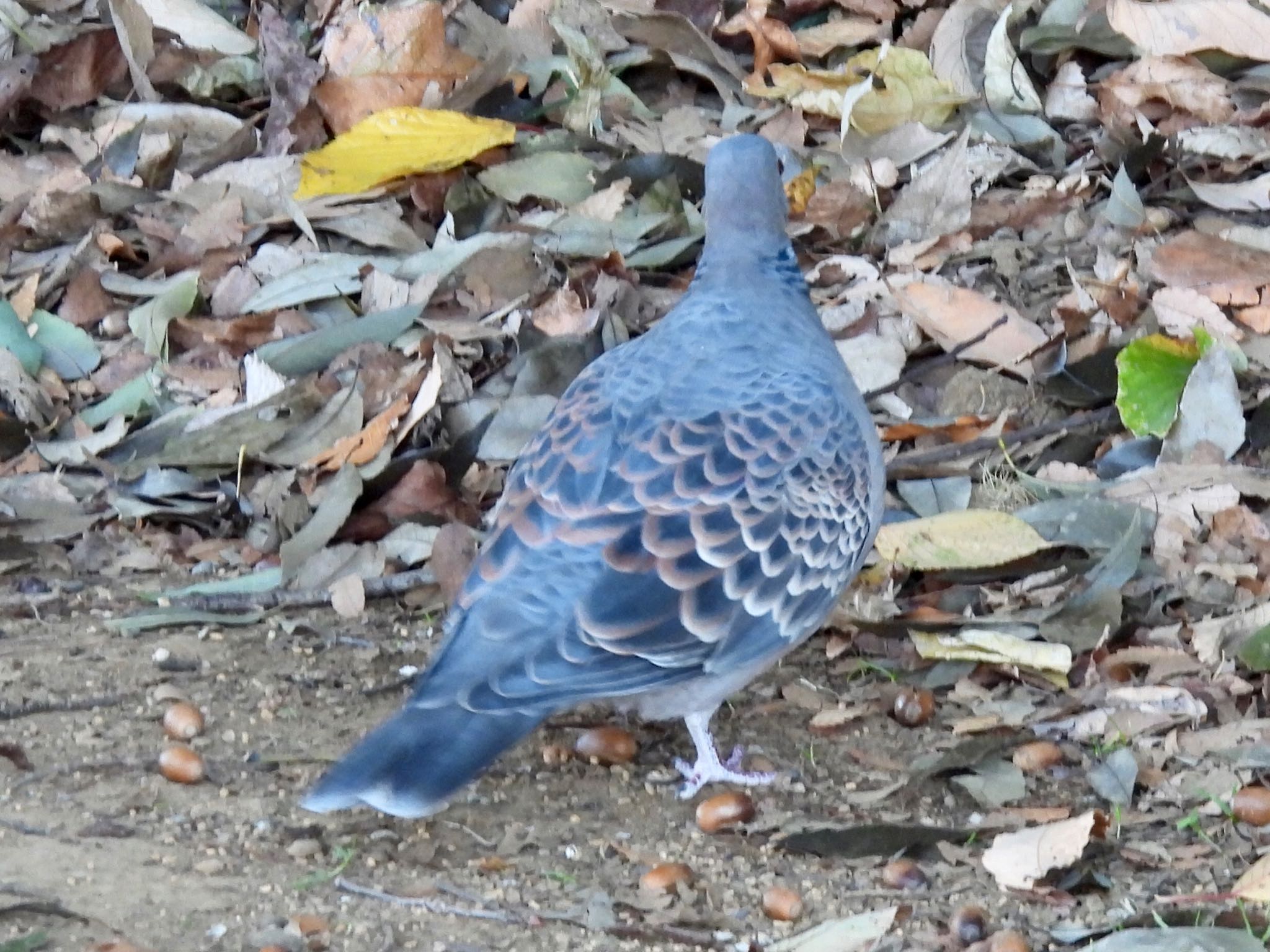 Oriental Turtle Dove