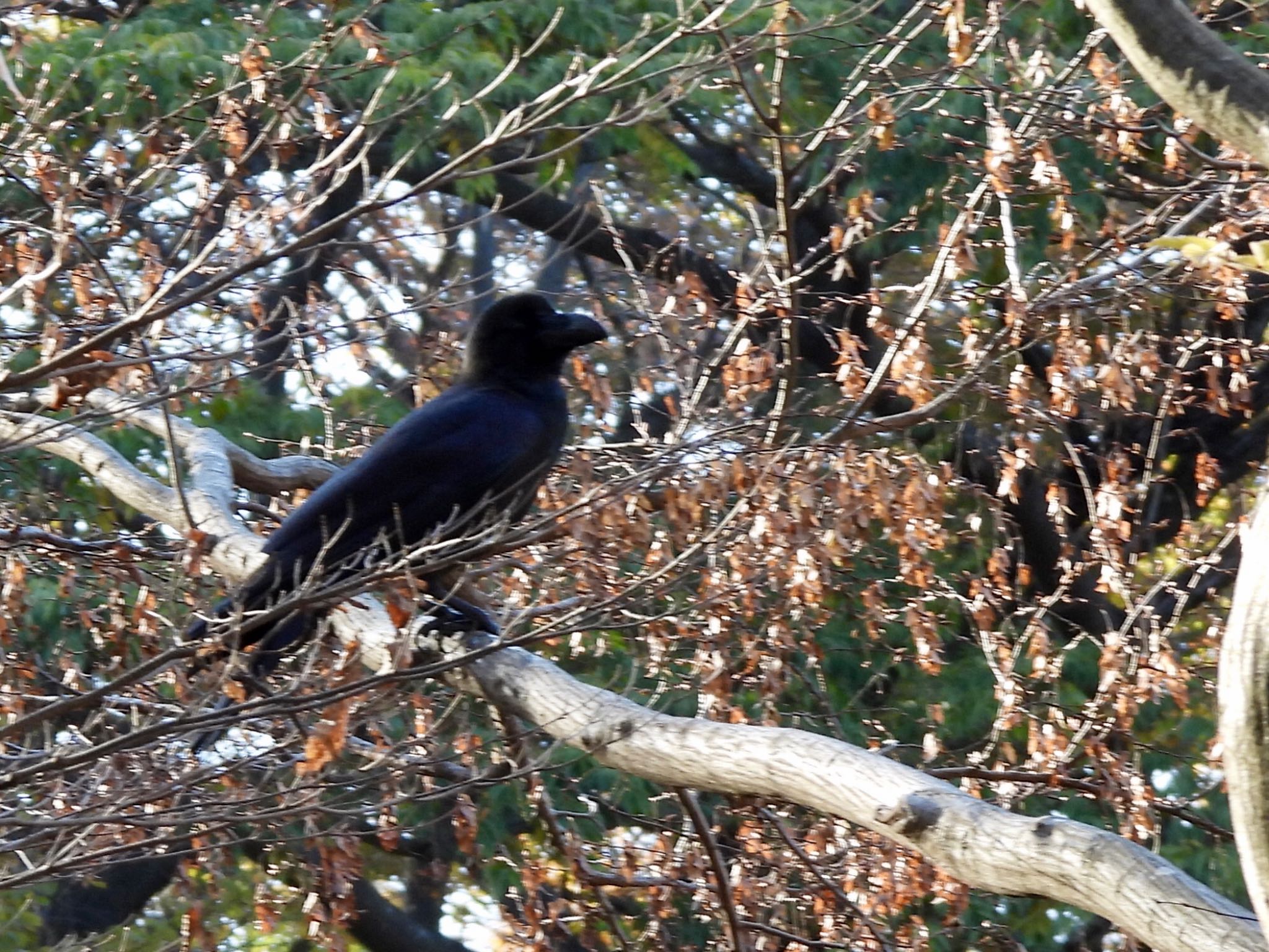 Large-billed Crow