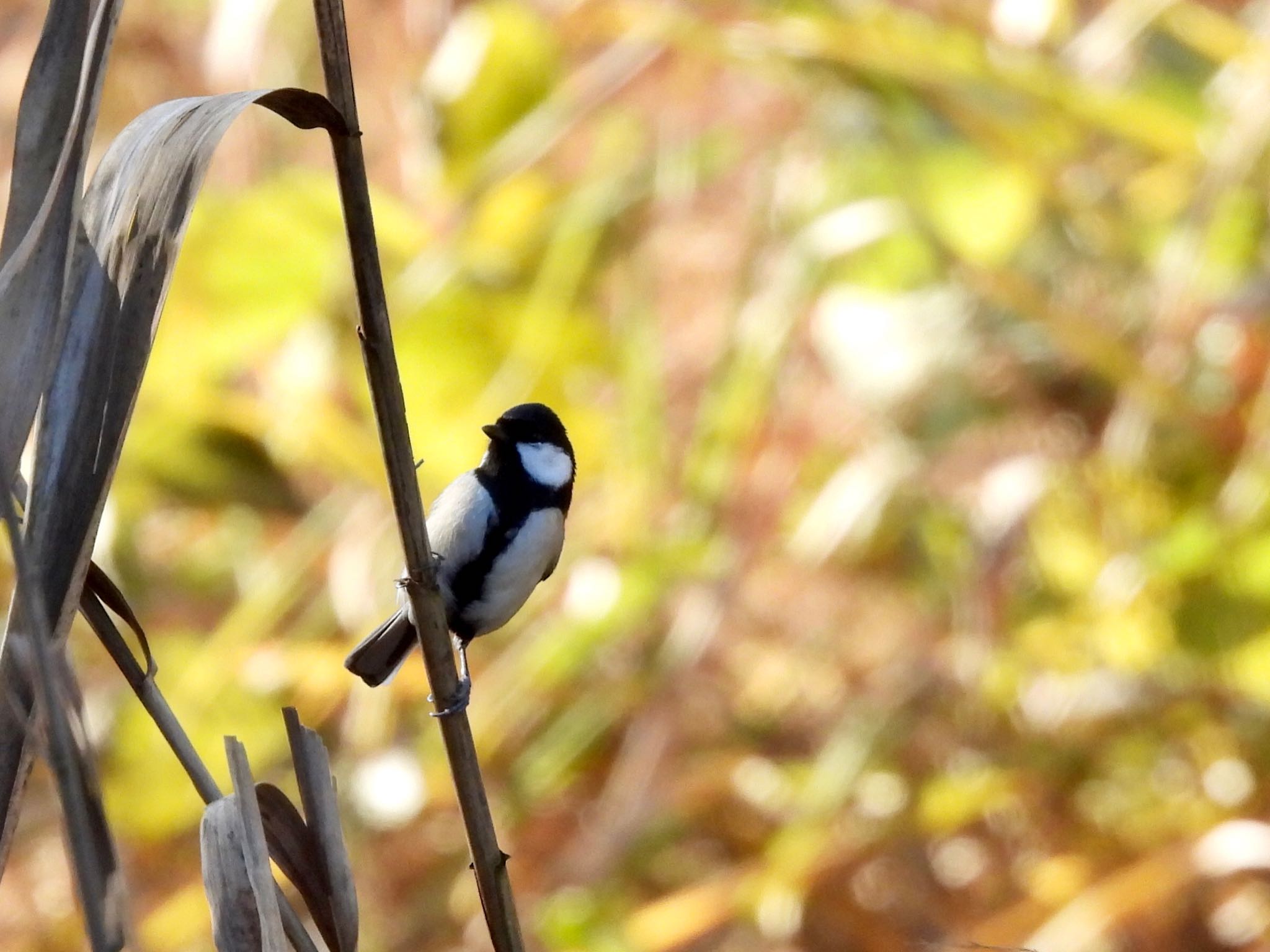 Photo of Japanese Tit at 四季の森公園(横浜市緑区) by くー