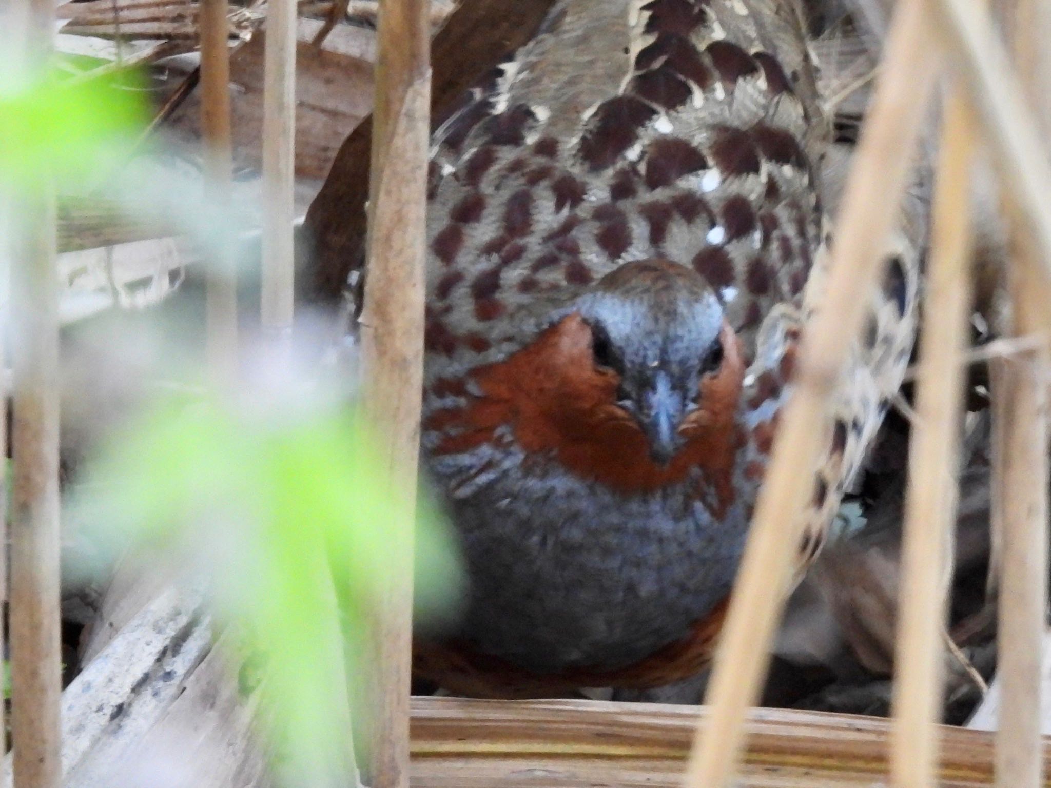 Chinese Bamboo Partridge