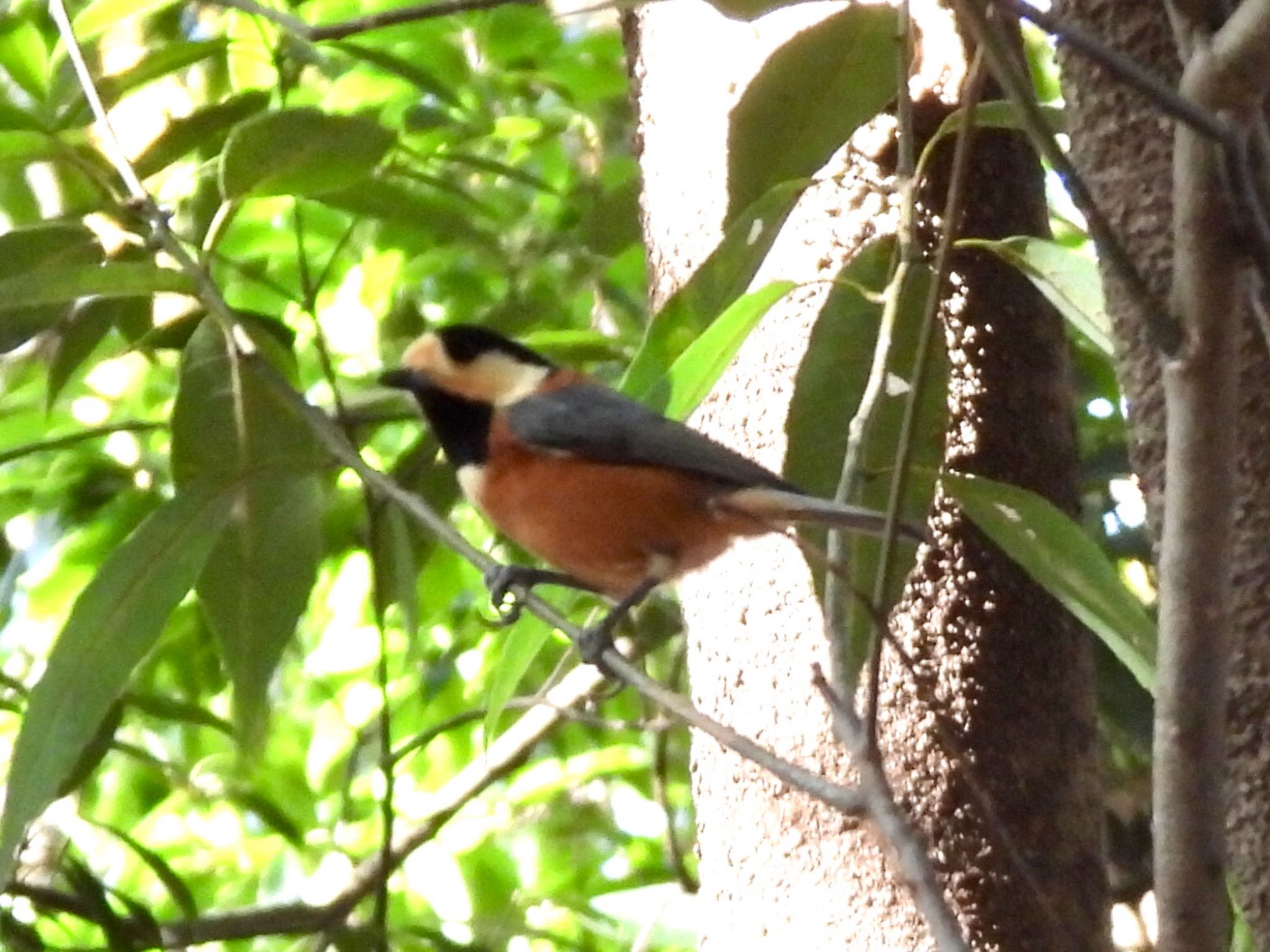 Photo of Varied Tit at 四季の森公園(横浜市緑区) by くー