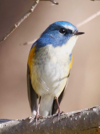 Red-flanked Bluetail 市川市 Sun, 12/10/2023