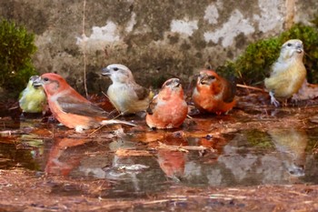 Red Crossbill Unknown Spots Wed, 12/13/2023