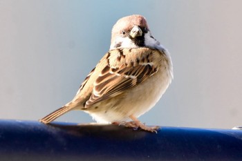 Eurasian Tree Sparrow お台場海浜公園 Wed, 12/13/2023