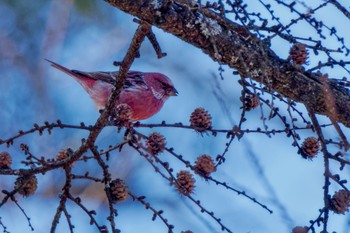 2023年12月9日(土) 岡谷林道の野鳥観察記録