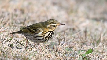 ビンズイ 馬見丘陵公園 2023年12月9日(土)