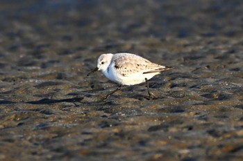 ミユビシギ ふなばし三番瀬海浜公園 2023年12月9日(土)