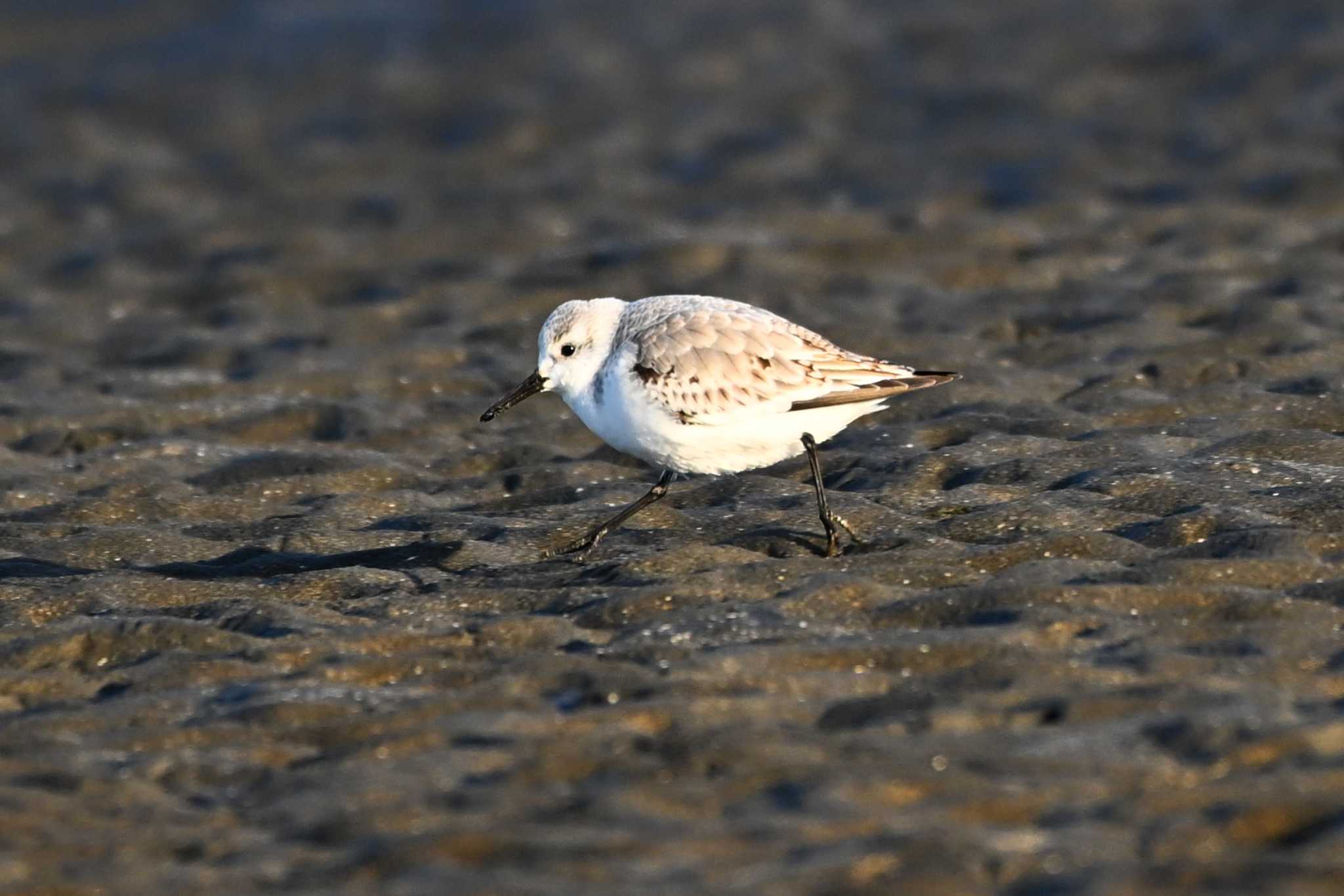 Sanderling