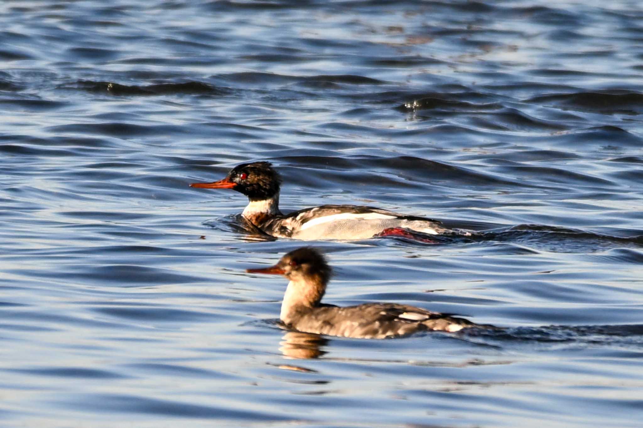 Red-breasted Merganser