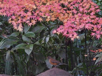 アカハラ 井の頭公園 2023年12月14日(木)