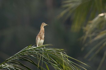 Javan Pond Heron Ubud Mon, 10/8/2018