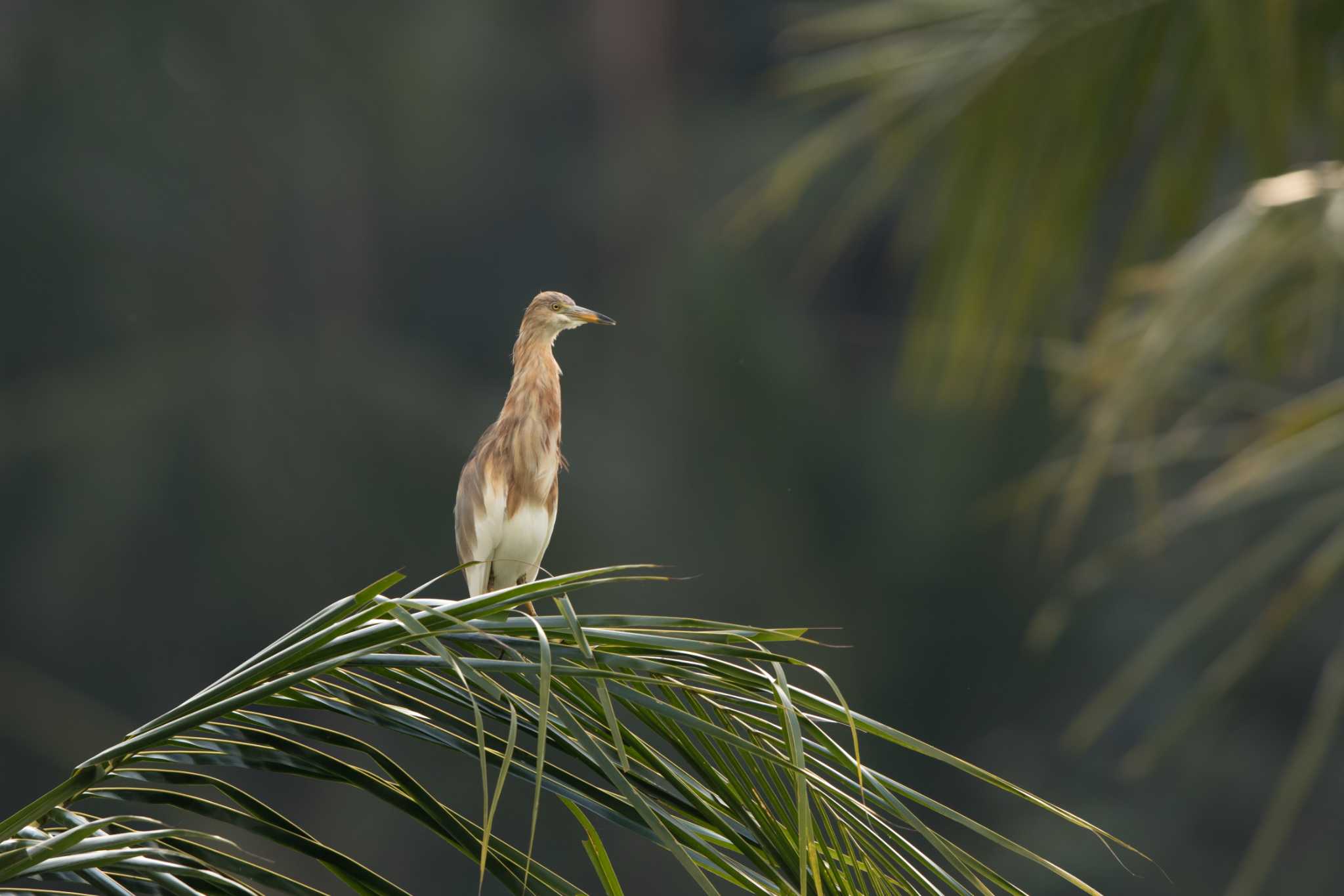 Javan Pond Heron