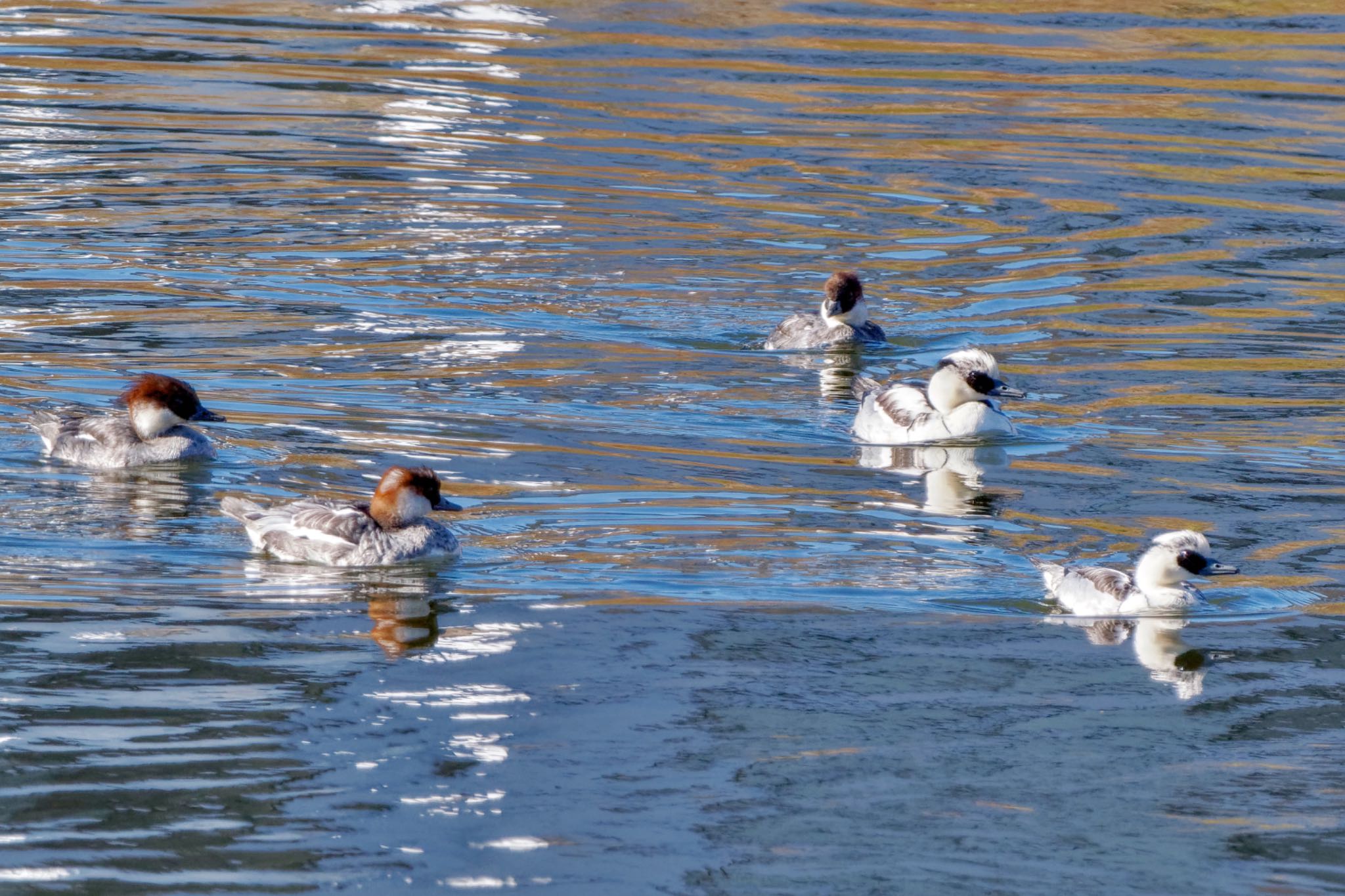 Smew