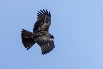 トビ 鳥屋野潟 2023年12月3日(日)