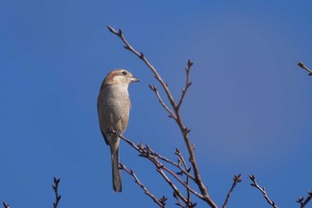 モズ 行徳野鳥保護区 2023年12月10日(日)