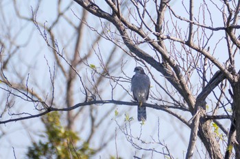 ハイタカ 行徳野鳥保護区 2023年12月10日(日)