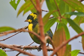 Gold-ringed Tanager